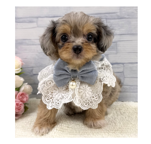 山口県のハーフ犬・ミックス犬 (アミーゴ周南店/2026年5月5日生まれ/男の子/ブルーマール)の子犬の1枚目の画像