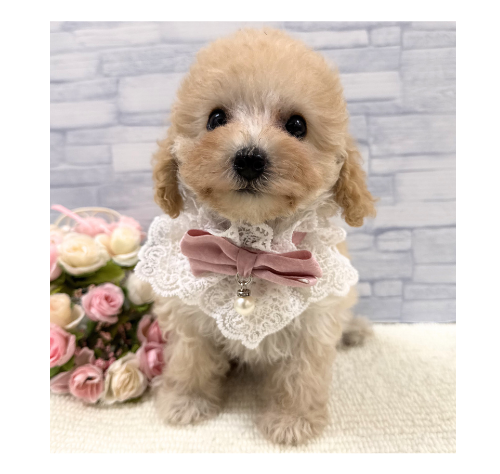 山口県のトイプードル(トイ) (アミーゴ周南店/2026年5月3日生まれ/女の子/クリーム)の子犬の2枚目の画像