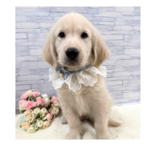 山口県のゴールデンレトリバー (アミーゴ周南店/2026年5月20日生まれ/男の子/クリーム)の子犬の3枚目の画像