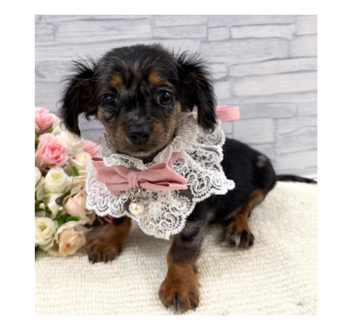 山口県のハーフ犬・ミックス犬 (アミーゴ周南店/2026年5月20日生まれ/女の子/シルバーダップル)の子犬の1枚目の画像