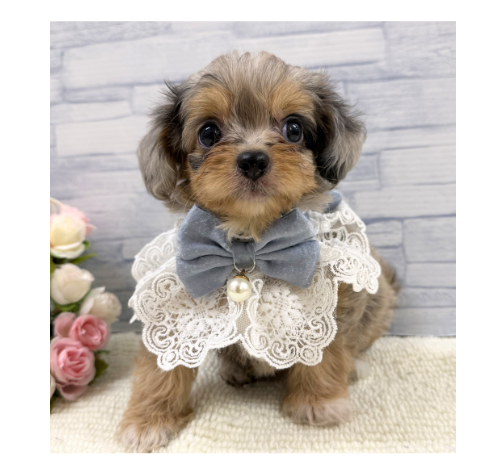 山口県のハーフ犬・ミックス犬 (アミーゴ周南店/2026年5月5日生まれ/男の子/ブルーマール)の子犬の2枚目の画像