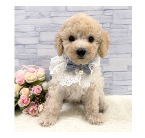 山口県のトイプードル(トイ) (アミーゴ周南店/2026年5月3日生まれ/男の子/クリーム)の子犬の1枚目の画像