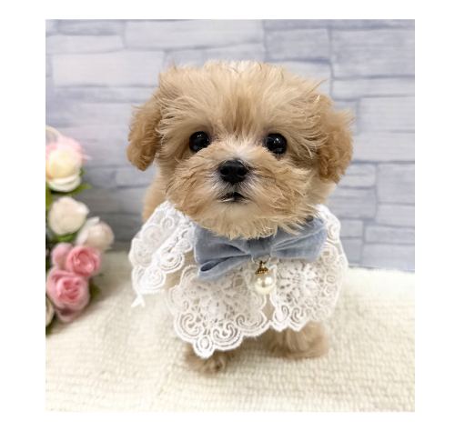 山口県のハーフ犬・ミックス犬 (アミーゴ周南店/2026年4月27日生まれ/男の子/クリーム)の子犬の2枚目の画像