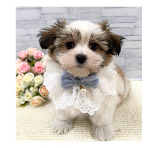 山口県のハーフ犬・ミックス犬 (アミーゴ周南店/2026年5月19日生まれ/男の子/ゴールドホワイト)の子犬の1枚目の画像