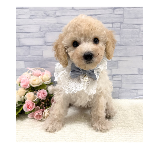 山口県のトイプードル(トイ) (アミーゴ周南店/2026年5月3日生まれ/男の子/クリーム)の子犬の3枚目の画像