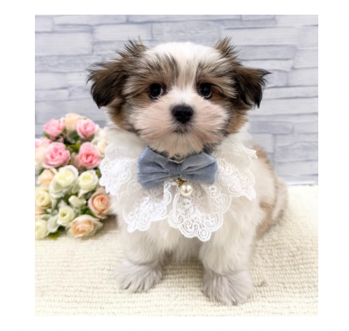 山口県のハーフ犬・ミックス犬 (アミーゴ周南店/2026年5月19日生まれ/男の子/ゴールドホワイト)の子犬の2枚目の画像