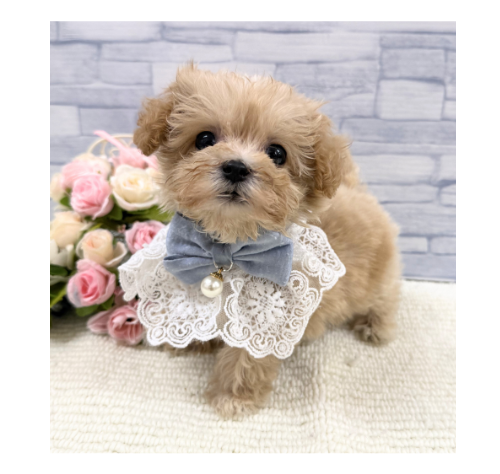 山口県のハーフ犬・ミックス犬 (アミーゴ周南店/2026年4月27日生まれ/男の子/クリーム)の子犬の1枚目の画像