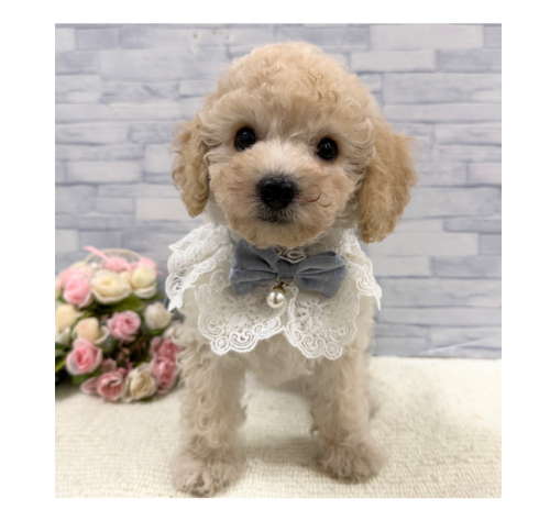 山口県のトイプードル(トイ) (アミーゴ周南店/2026年5月3日生まれ/男の子/クリーム)の子犬の2枚目の画像