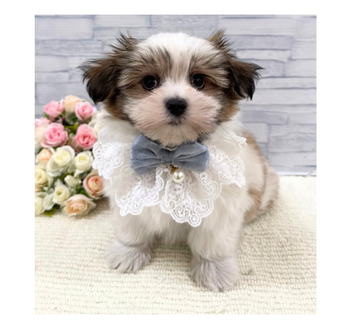 山口県のハーフ犬・ミックス犬 (アミーゴ周南店/2026年5月19日生まれ/男の子/ゴールドホワイト)の子犬の3枚目の画像