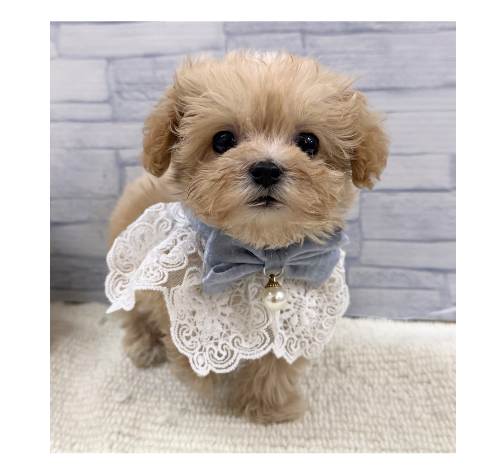 山口県のハーフ犬・ミックス犬 (アミーゴ周南店/2026年4月27日生まれ/男の子/クリーム)の子犬の3枚目の画像