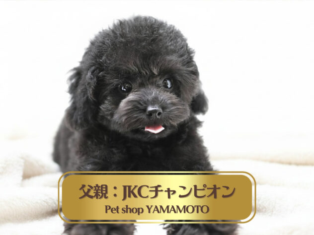 岡山県のトイプードル(トイ) (アミーゴ大安寺店/2026年4月4日生まれ/女の子/ブラック)の子犬の2枚目の画像