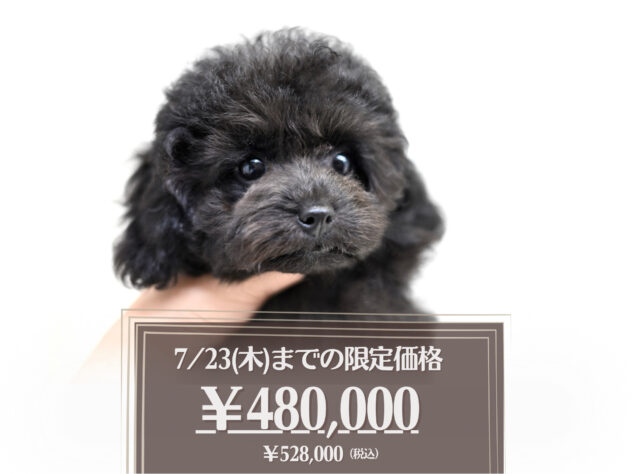 岡山県のトイプードル(トイ) (アミーゴ大安寺店/2026年4月4日生まれ/女の子/ブラック)の子犬の1枚目の画像