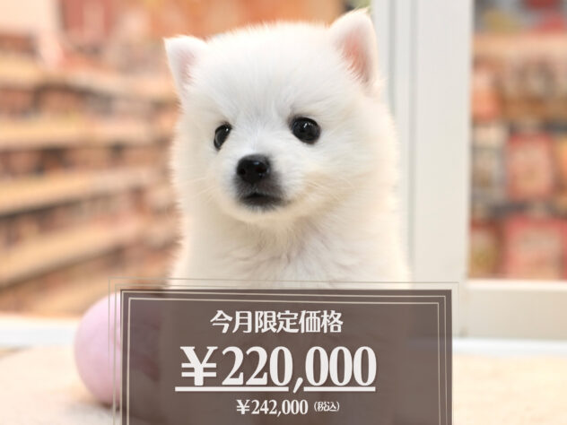 岡山県の日本スピッツ (アミーゴ大安寺店/2026年5月8日生まれ/女の子/ホワイト)の子犬の1枚目の画像