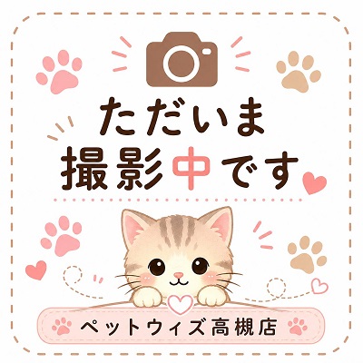 大阪府のミヌエット (アミーゴ高槻店/2026年4月27日生まれ/男の子/ブラウンタビーホワイト)の子猫