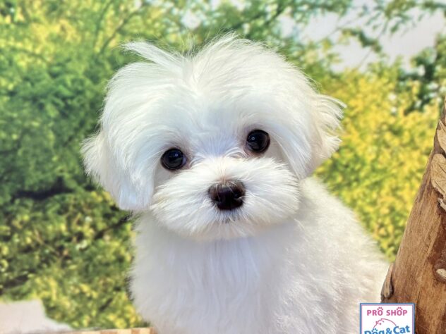 広島県のマルチーズ (アミーゴ温品店/2026年5月25日生まれ/女の子/ホワイト)の子犬の1枚目の画像