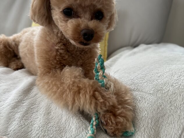 チル