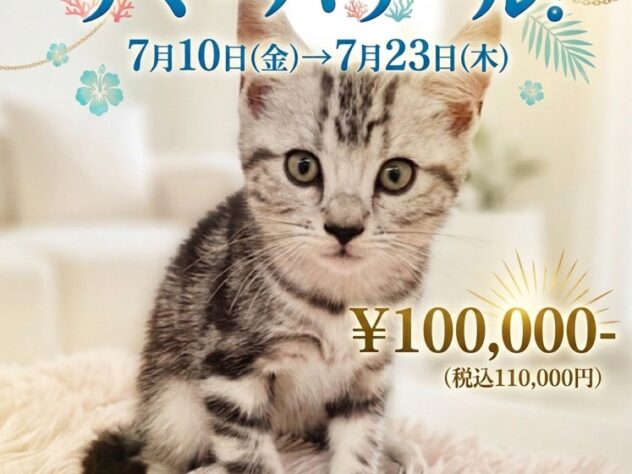 岡山県のアメリカンショートヘアー (アミーゴ津山店/2026年4月28日生まれ/男の子/シルバータビー)の子猫