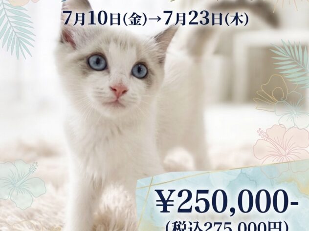 ラグ♀ | ペットワールド アミーゴ