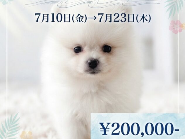 岡山県のポメラニアン (アミーゴ津山店/2026年5月17日生まれ/男の子/ホワイト)の子犬