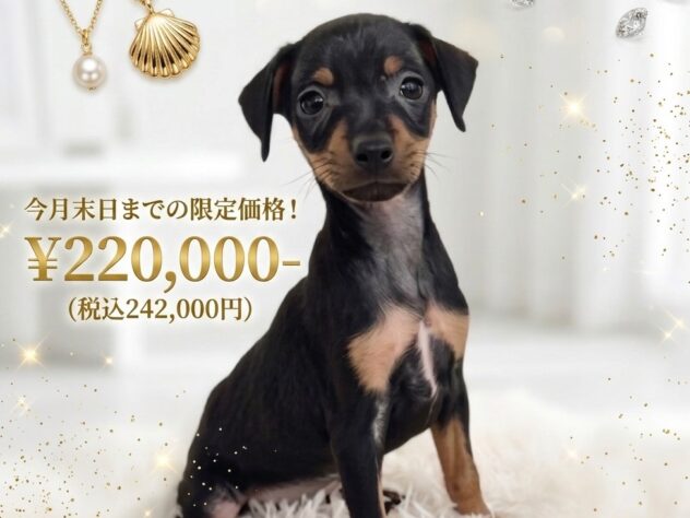 岡山県のミニチュアピンシャー (アミーゴ津山店/2026年5月5日生まれ/女の子/ブラックタン)の子犬