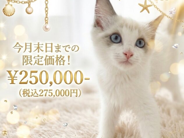 岡山県のラグドール (アミーゴ津山店/2026年5月16日生まれ/女の子/ブルーポイントバイカラー)の子猫