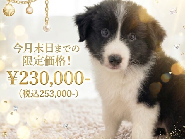 岡山県のボーダーコリー (アミーゴ津山店/2026年5月25日生まれ/男の子/ブラックホワイト)の子犬