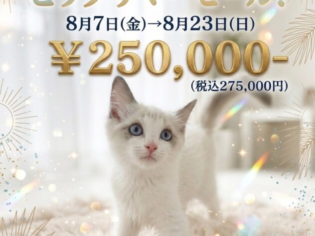岡山県のラグドール (アミーゴ津山店/2026年5月16日生まれ/女の子/ブルーポイントバイカラー)の子猫
