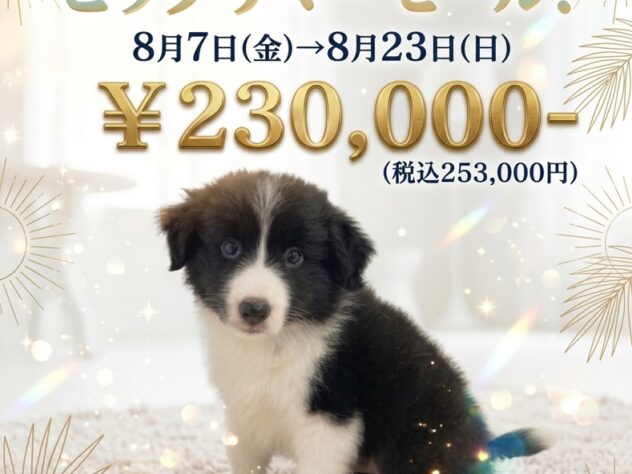 岡山県のボーダーコリー (アミーゴ津山店/2026年5月25日生まれ/男の子/ブラックホワイト)の子犬