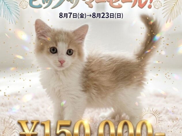 岡山県のメインクーン (アミーゴ津山店/2026年4月28日生まれ/男の子/クリームタビーホワイト)の子猫