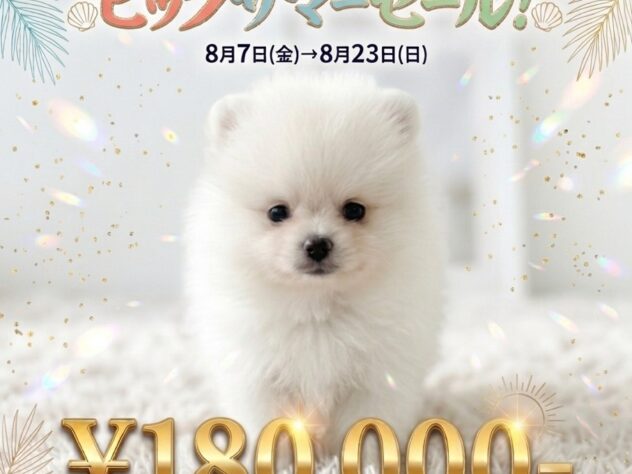 岡山県のポメラニアン (アミーゴ津山店/2026年5月17日生まれ/男の子/ホワイト)の子犬
