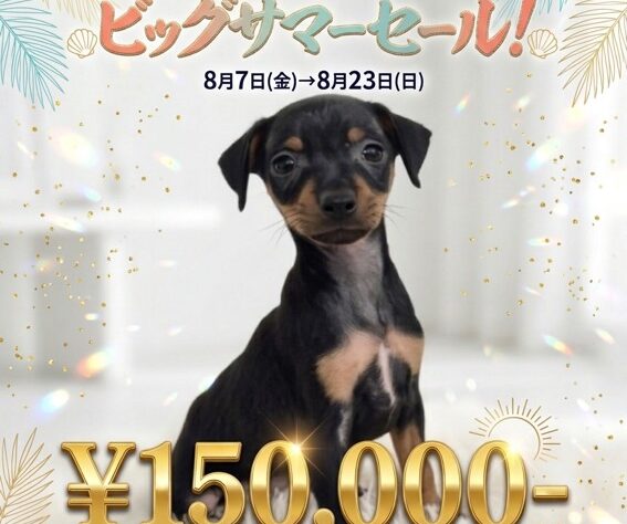 岡山県のミニチュアピンシャー (アミーゴ津山店/2026年5月5日生まれ/女の子/ブラックタン)の子犬
