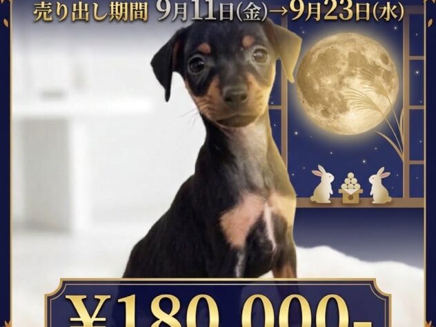 岡山県のミニチュアピンシャー (アミーゴ津山店/2026年5月5日生まれ/女の子/ブラックタン)の子犬