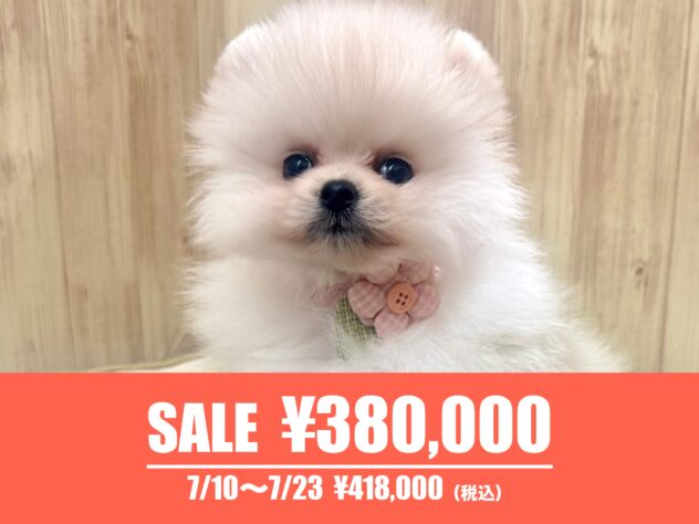 広島県のポメラニアン (アミーゴ東深津店/2026年3月31日生まれ/女の子/ホワイト)の子犬の1枚目の画像