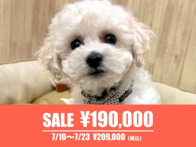 広島県のハーフ犬・ミックス犬 (アミーゴ東深津店/2026年4月21日生まれ/男の子/ホワイト)の子犬の1枚目の画像