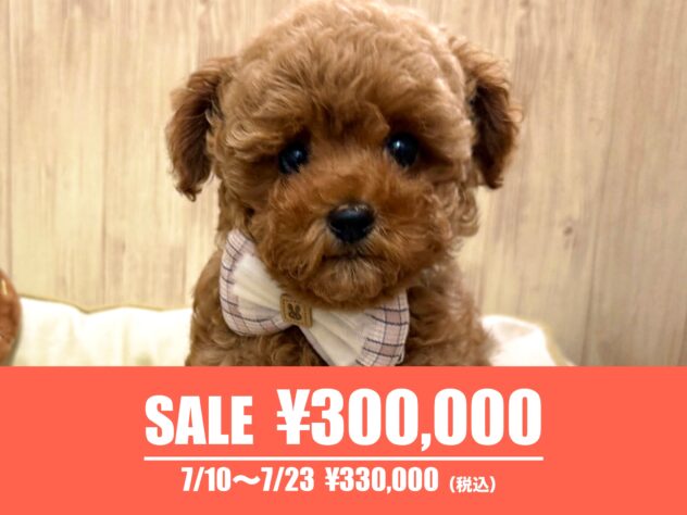 広島県のトイプードル(トイ) (アミーゴ東深津店/2026年3月30日生まれ/女の子/レッドフォーン)の子犬の1枚目の画像
