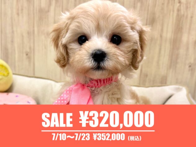 広島県のハーフ犬・ミックス犬 (アミーゴ東深津店/2026年4月6日生まれ/女の子/クリーム)の子犬の1枚目の画像