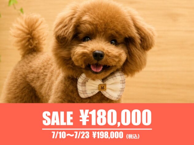 広島県のトイプードル(トイ) (アミーゴ東深津店/2025年12月18日生まれ/男の子/レッドフォーン)の子犬の1枚目の画像