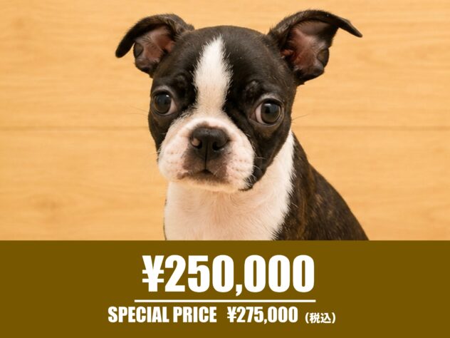 広島県のボストンテリア (アミーゴ東深津店/2026年5月16日生まれ/女の子/ボストンカラー)の子犬の1枚目の画像