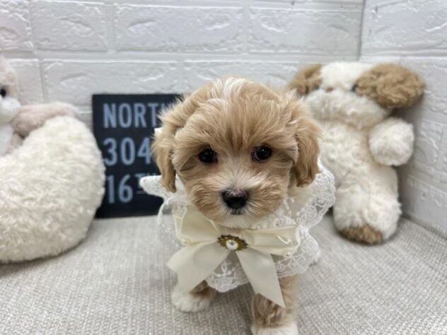 岡山県のハーフ犬・ミックス犬 (ワンキャラット アミーゴ岡南店/2026年5月6日生まれ/女の子/クリームホワイト)の子犬の3枚目の画像
