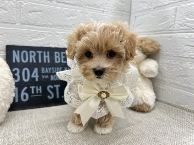 岡山県のハーフ犬・ミックス犬 (ワンキャラット アミーゴ岡南店/2026年5月6日生まれ/女の子/クリームホワイト)の子犬の2枚目の画像