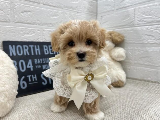 岡山県のハーフ犬・ミックス犬 (ワンキャラット アミーゴ岡南店/2026年5月6日生まれ/女の子/クリームホワイト)の子犬の1枚目の画像