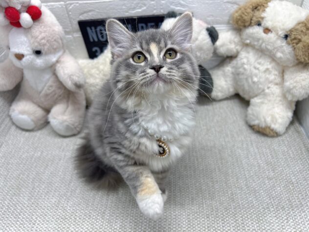 岡山県のラガマフィン (ワンキャラット アミーゴ岡南店/2026年4月10日生まれ/女の子/ブルー)の子猫の3枚目の画像