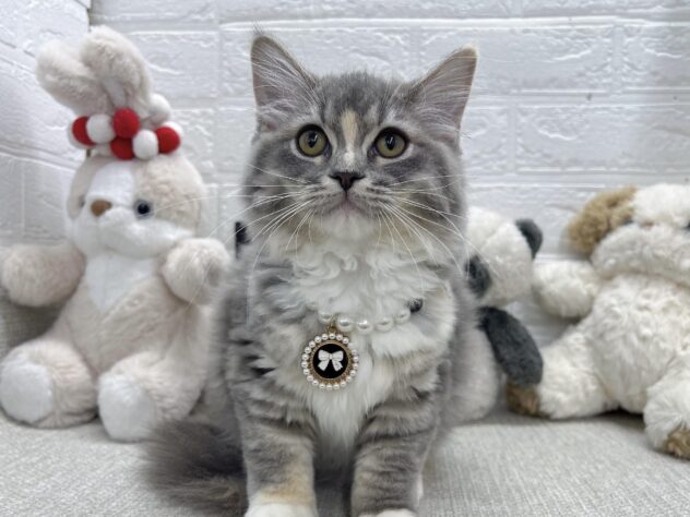 岡山県のラガマフィン (ワンキャラット アミーゴ岡南店/2026年4月10日生まれ/女の子/ブルー)の子猫の1枚目の画像