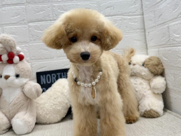 岡山県のハーフ犬・ミックス犬 (ワンキャラット アミーゴ岡南店/2026年2月1日生まれ/女の子/クリーム)の子犬の2枚目の画像