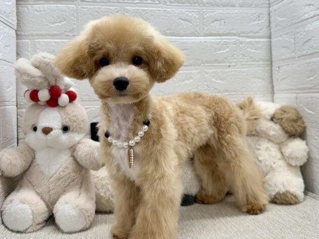 岡山県のハーフ犬・ミックス犬 (ワンキャラット アミーゴ岡南店/2026年2月1日生まれ/女の子/クリーム)の子犬の1枚目の画像