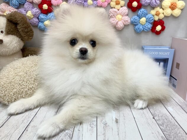 岡山県のポメラニアン (ワンキャラット アミーゴ高屋店/2026年3月7日生まれ/女の子/クリーム)の子犬の2枚目の画像