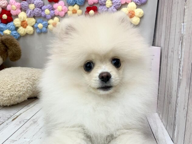 岡山県のポメラニアン (ワンキャラット アミーゴ高屋店/2026年3月7日生まれ/女の子/クリーム)の子犬の1枚目の画像