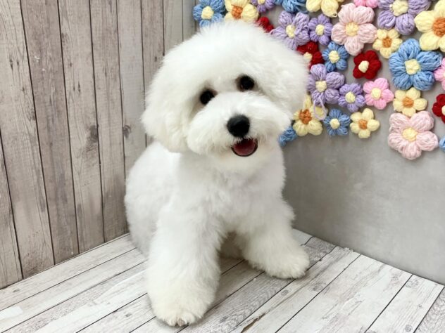 岡山県のビションフリーゼ (ワンキャラット アミーゴ高屋店/2026年3月4日生まれ/男の子/ホワイト)の子犬の3枚目の画像