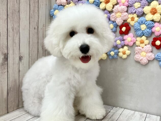 岡山県のビションフリーゼ (ワンキャラット アミーゴ高屋店/2026年3月4日生まれ/男の子/ホワイト)の子犬の2枚目の画像