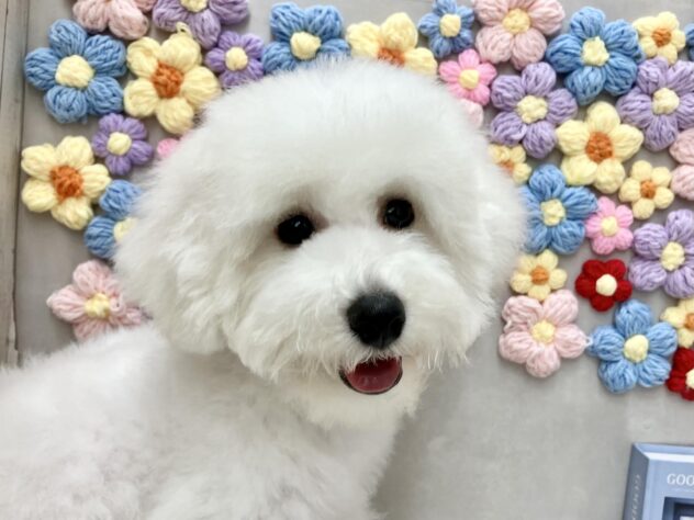 岡山県のビションフリーゼ (ワンキャラット アミーゴ高屋店/2026年3月4日生まれ/男の子/ホワイト)の子犬の1枚目の画像